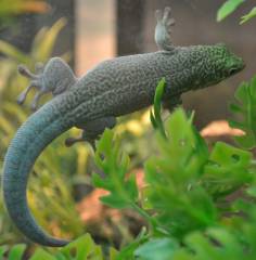 Adult Standings Day Geckos w/regrown tails