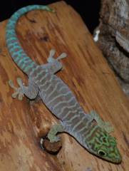 Medium Standings Day Geckos