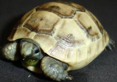 Baby Ibera Greek Tortoises