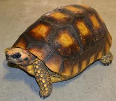 Sub Adult Yellow Foot Tortoises