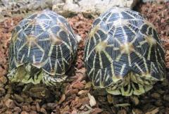 Indian Star Tortoises