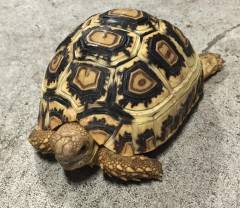 Small Leopard Tortoises w/extra scutes