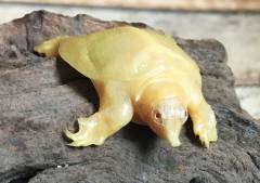 Baby Albino Chinese Soft Shelled Turtles