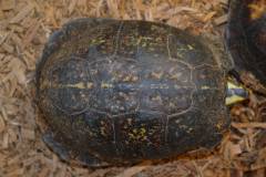 Adult Gulf Coast Box Turtles w/dinged shells