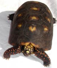 Sub Adult Red Foot Tortoises