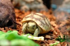 Baby Golden Greek Tortoises