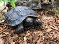 Baby Burmese Black Mountain Tortoises