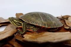 Western Painted Turtles