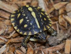 Baby Eastern x Three Toed Box Turtles