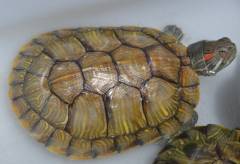 Medium Red Ear Sliders