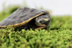 Small Malaysian Pink Bellied Side-Necked Turtles