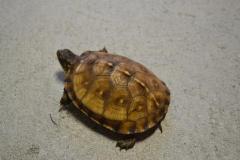 Small Gulf Coast Box Turtles