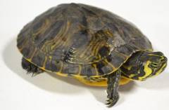 Yellow Belly Sliders