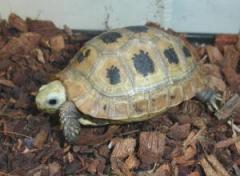 Baby Elongated Tortoises
