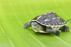 Baby Golden Thread Turtles