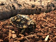 Baby Pancake Tortoises
