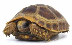 Baby Elongated x Travancore Tortoises