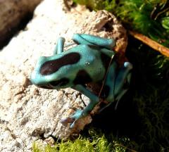 Panamanian Green & Black Auratus