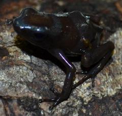 Melanistic Super Blue Auratus Arrow Frogs
