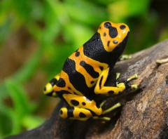 Bumblebee Dart Frogs