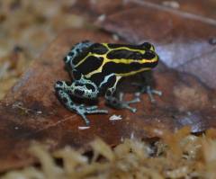 Ranitomeya ventrimaculata "Blue legged"