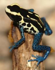 Bahkuis Tinc Arrow Frogs