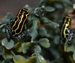 Ranitomeya imitator 'Baja Huallaga'