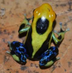 Regina Tinc Arrow Frogs