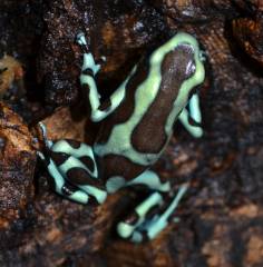 Adult Green & Bronze Arrow Frogs