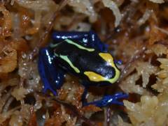 Dendrobates tinctorious 'Robertus'