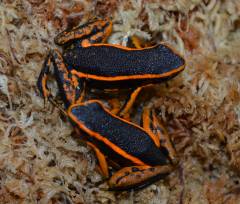 Red Three Striped Dart Frogs