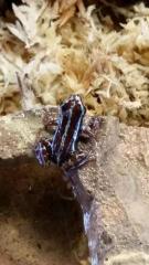 Rio Saladillo Phantasmal Arrow Frogs