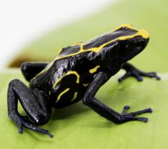 Adult Dendrobates tinctorius 'Boulanger' 