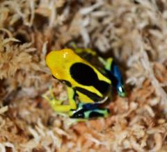 Giant Orange Tinc Dart Frogs