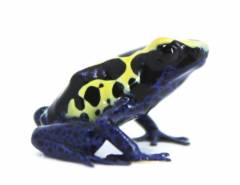 Bakhuis Tinc Arrow Frog