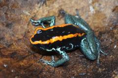 Adult Golfodulcean Dart Frogs