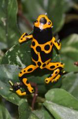 Adult Bumblebee Dart Frogs