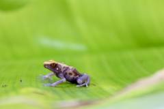 Albino Alalapadu Cobalt Tinc Dart Frogs