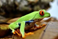 Adult Red Eyed Tree Frogs