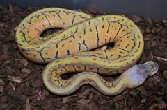 Baby Superblast Ball Pythons