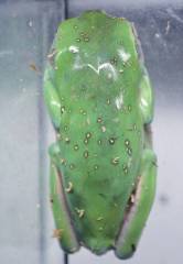 Sub Adult Snowflake Whites Tree Frogs