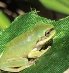 Baby Honey Australian Whites Tree Frogs