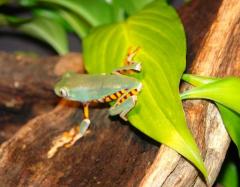 Giant Tiger Leg Monkey Tree Frogs