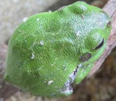 Barking Tree Frogs