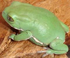 Baby Waxy Monkey Tree Frogs