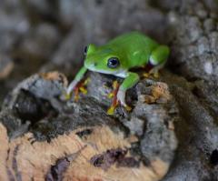 Red Footed Reed Frogs