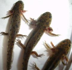 Baby Spanish Ribbed Newts
