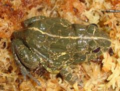 Small Mozambique Dwarf Pixie Frogs