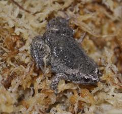 Eastern Narrow Mouthed Toads