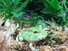 Baby Teal Blue Pacman Frogs